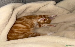 Mixed Breed cats for sale: 2 loveable boys - Image 8