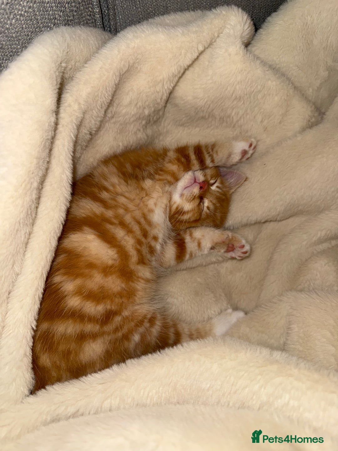 Mixed Breed cats for sale: 2 loveable boys - Image 8