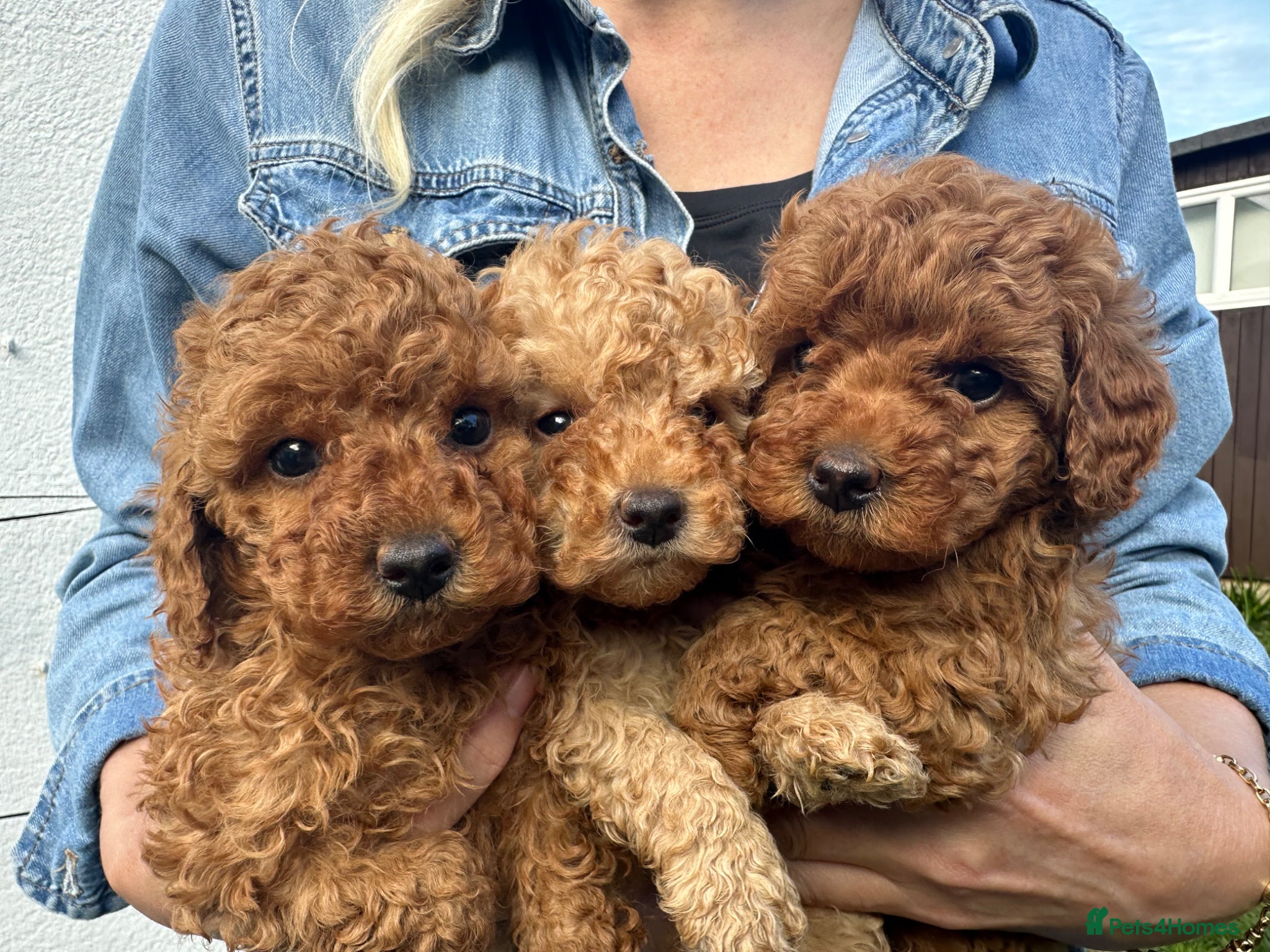 Toy Poodle dogs Stunning Kc Red Toy Poodles - Advert 1
