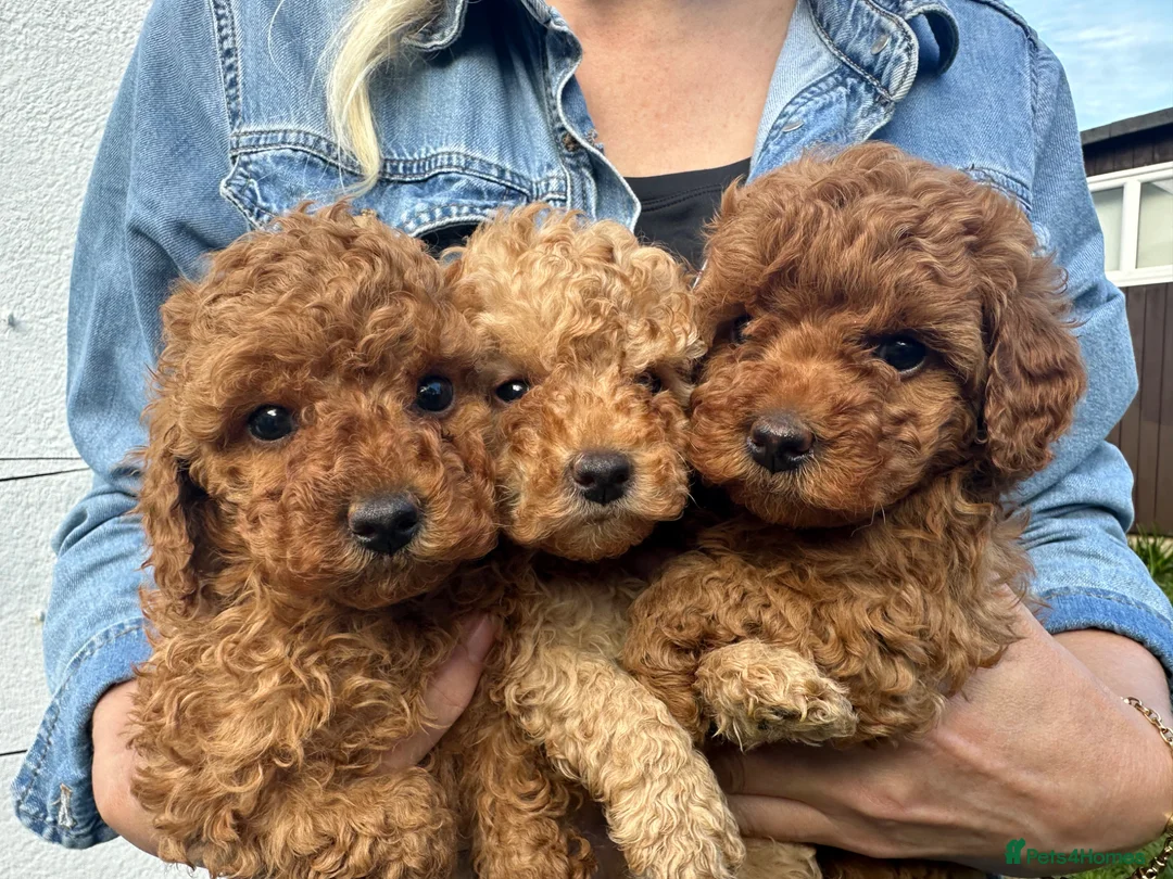 Toy Poodle dogs for sale: Stunning Kc Red Toy Poodles in Hove - Advert 1