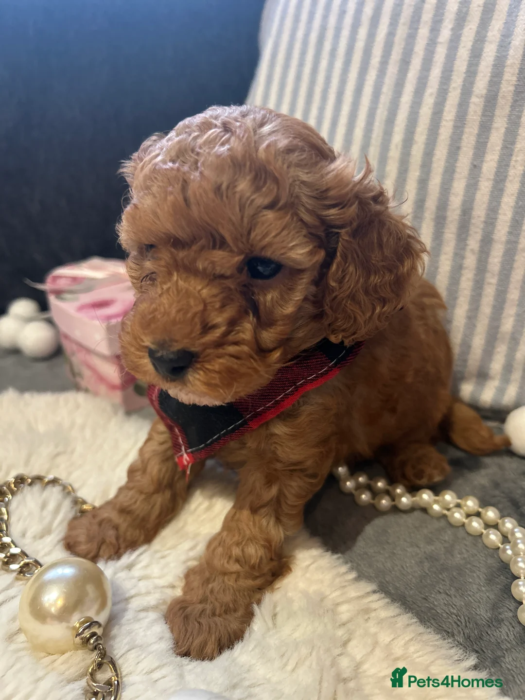 Toy Poodle dogs for sale: 🐩 Toy Poodle Red Puppies - Advert 15