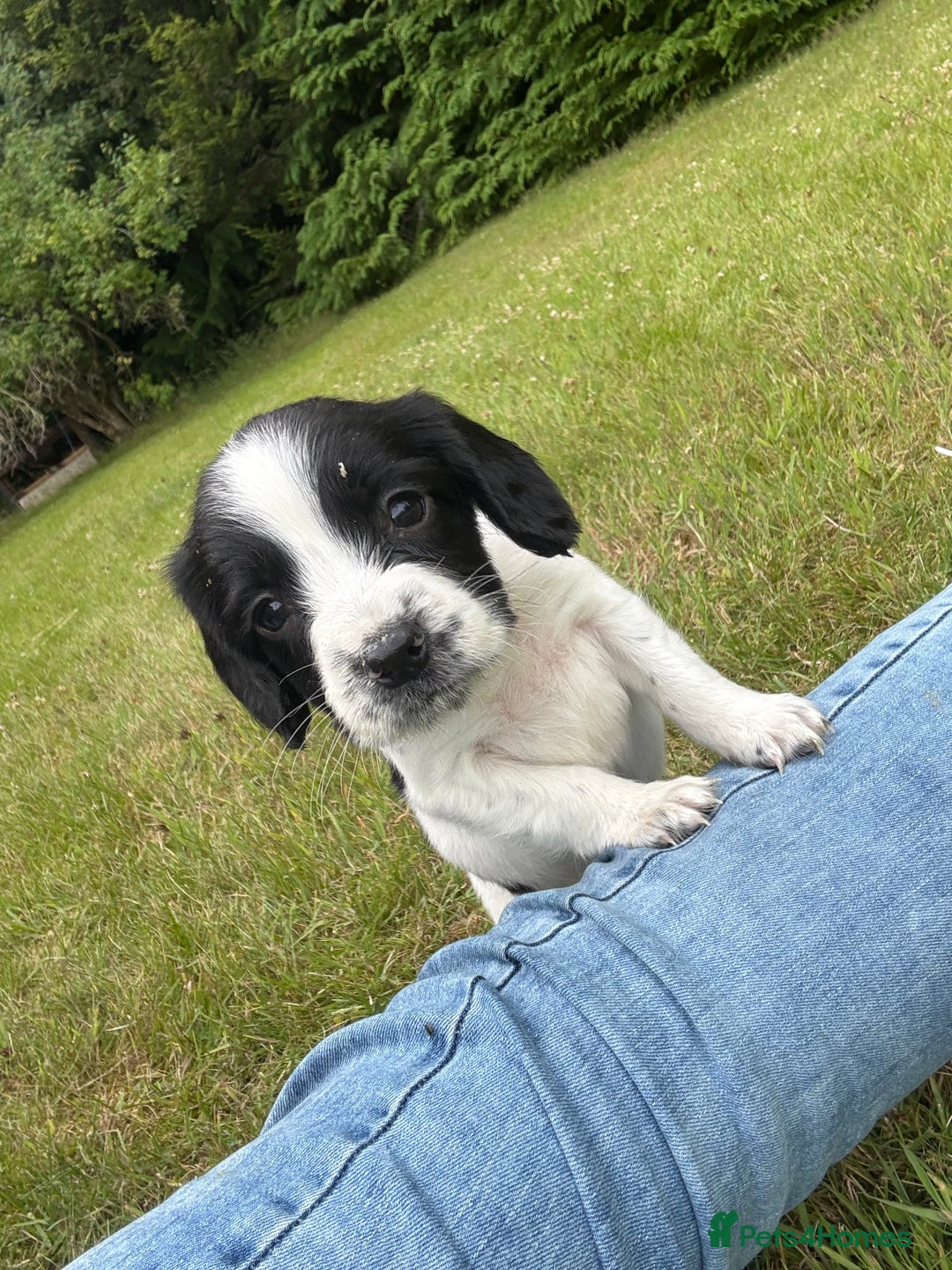 English Springer Spaniel dogs for sale: Last little ones remaining  - Image 8