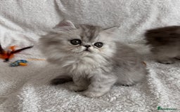 Persian cats for stud: Proven Persian Stud Shelby 💙 - Image 13