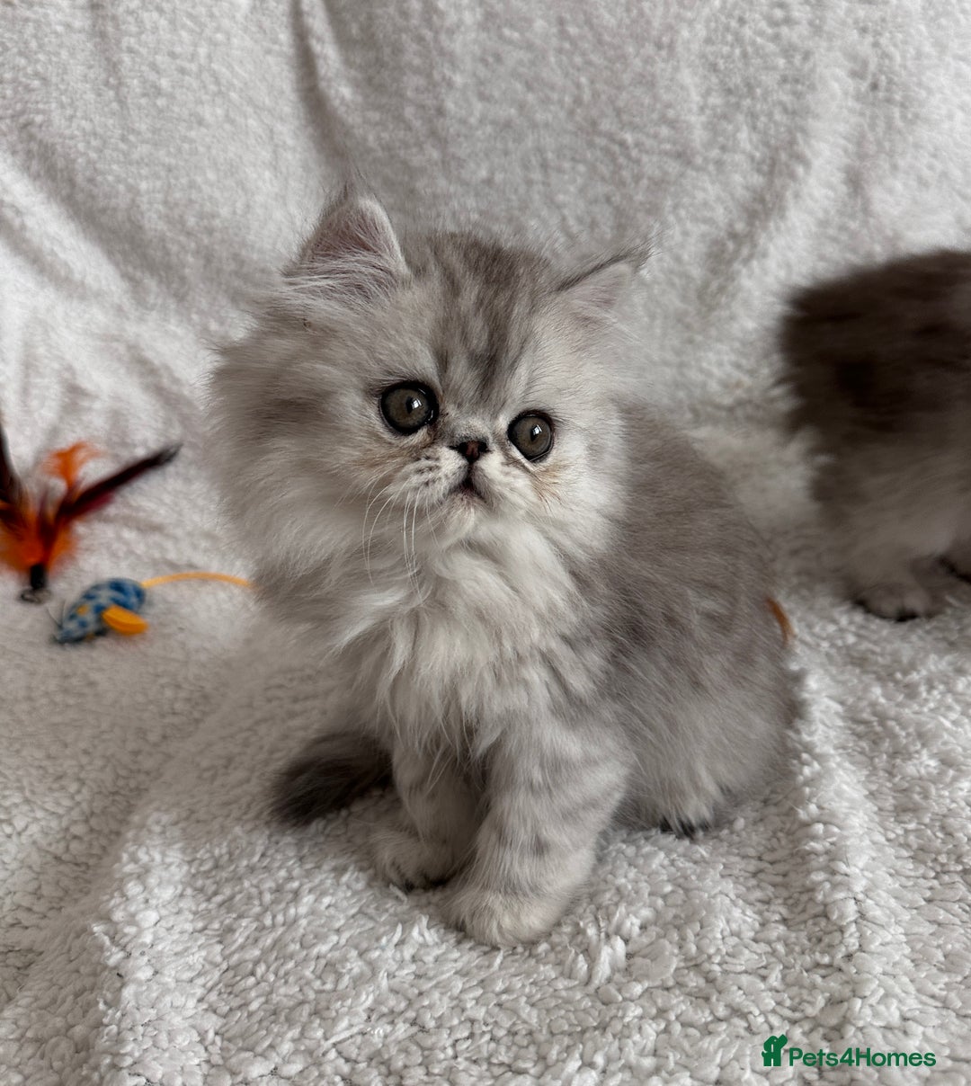 Persian cats for stud: Proven Persian Stud Shelby 💙 - Image 13