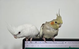 Cockatiels birds for sale: For Sale: Beautiful Cockatiel Birds (Pair)  - Image 5