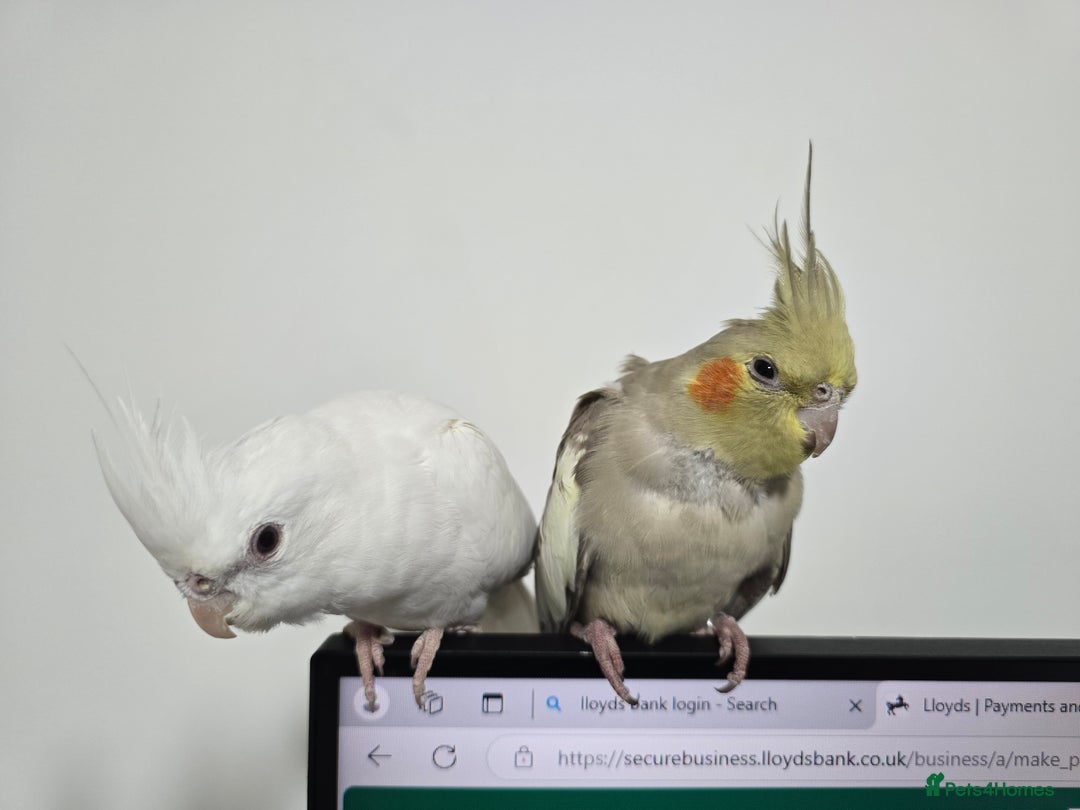 Cockatiels birds for sale: For Sale: Beautiful Cockatiel Birds (Pair)  - Image 5