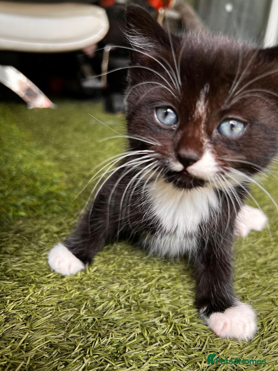 Mixed Breed cats for sale: Young kittens looking for loving homes - Advert 4