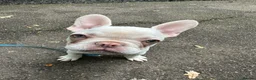 French Bulldog dogs for sale: French bulldog puppies for sale  in Watford - Advert 12