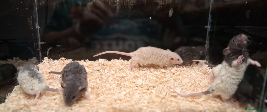 Rat rodents for sale: Baby Dumbo rats, natural, Rex , Nakeds - Advert 13