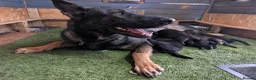 German Shepherd dogs for sale: DDR X Czech line Puppies  - Advert 12