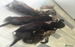 Mixed Breed cats for sale: Mixed breed  - Image 1
