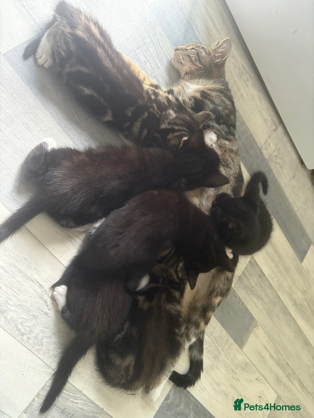 Mixed Breed cats for sale: Mixed breed  - Image 1