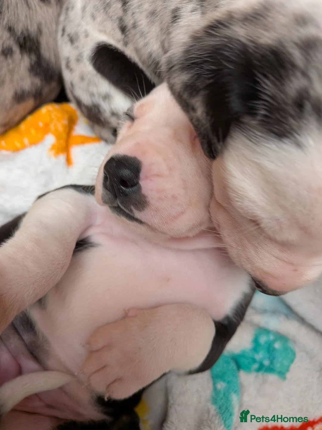 Mixed Breed dogs for sale: Borador bully puppies x3 girl viewings now  - Advert 2
