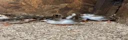 Guinea Fowl poultry for sale: Guinea fowl keets  - Advert 3