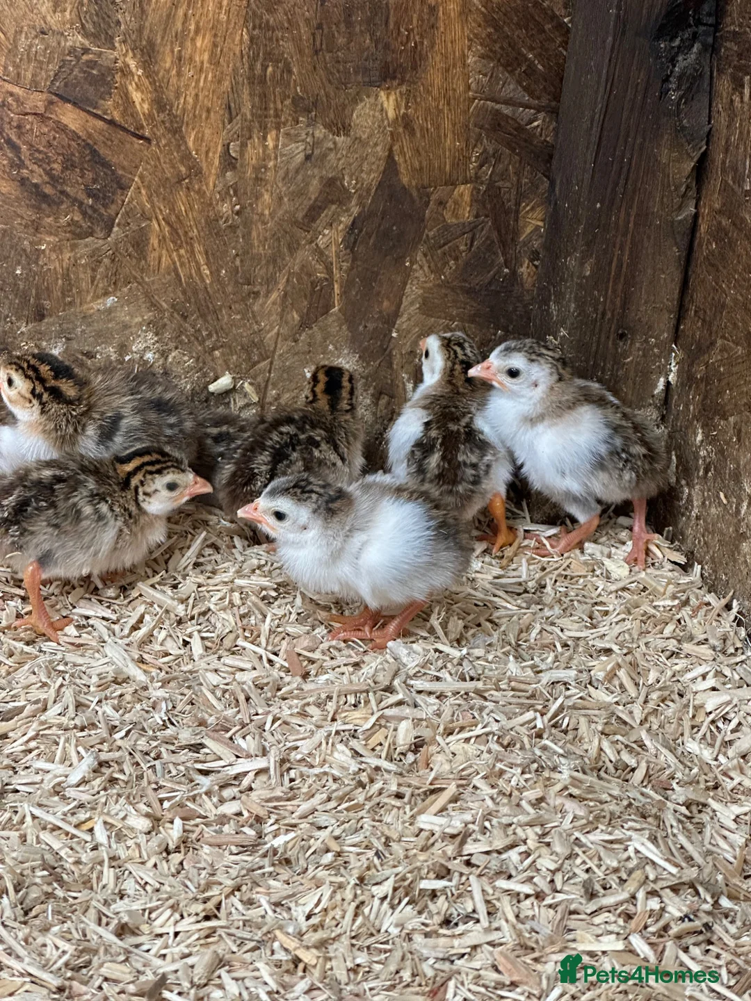 Guinea Fowl poultry for sale: Guinea fowl keets  - Advert 3