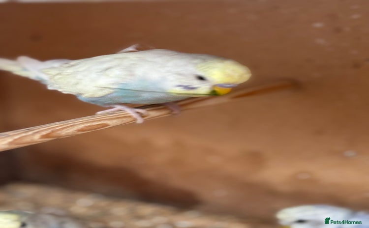 Budgerigars birds in Lincoln - Advert 18