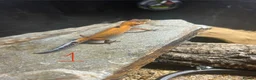 Leopard Gecko reptiles for sale: Leopard geckos for sale    in Rayleigh - Advert 6
