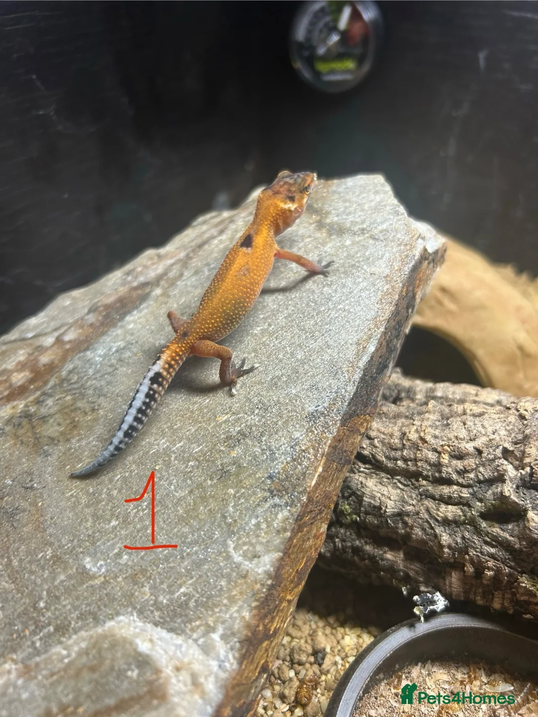 Leopard Gecko reptiles for sale: Leopard geckos for sale    in Rayleigh - Advert 6
