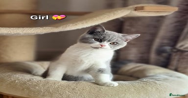 British Shorthair cats - Advert 4