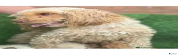 Cockapoo dogs for sale: Cockapoo puppy  in London - Advert 4