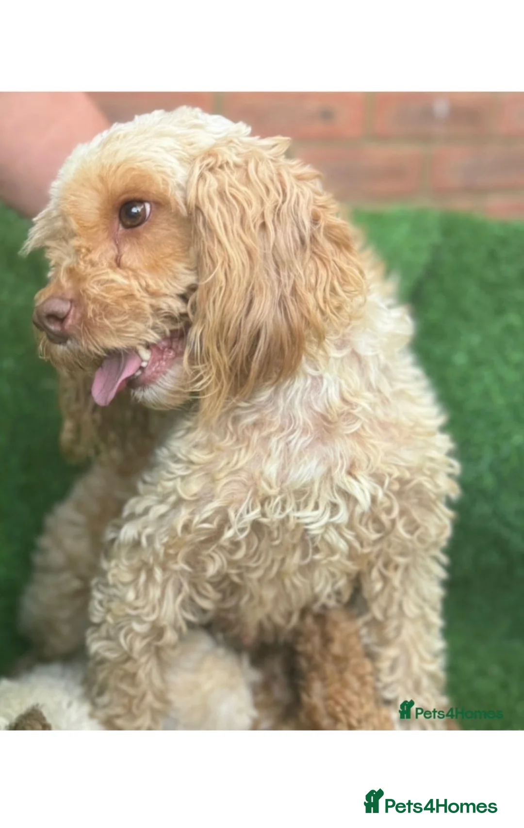 Cockapoo dogs for sale: Cockapoo puppy  in London - Advert 4