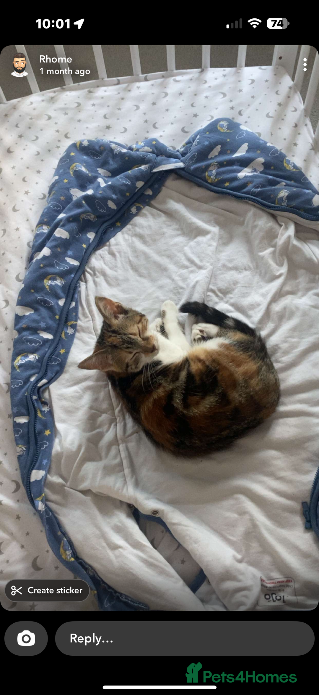 Mixed Breed cats for sale: Female kitten  - Image 1