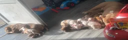 American Bully dogs for sale: All girls only  in Stockport - Advert 3