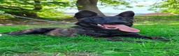 Belgian Shepherd Dog dogs for sale: 8 month old Dutch Herder - Advert 1