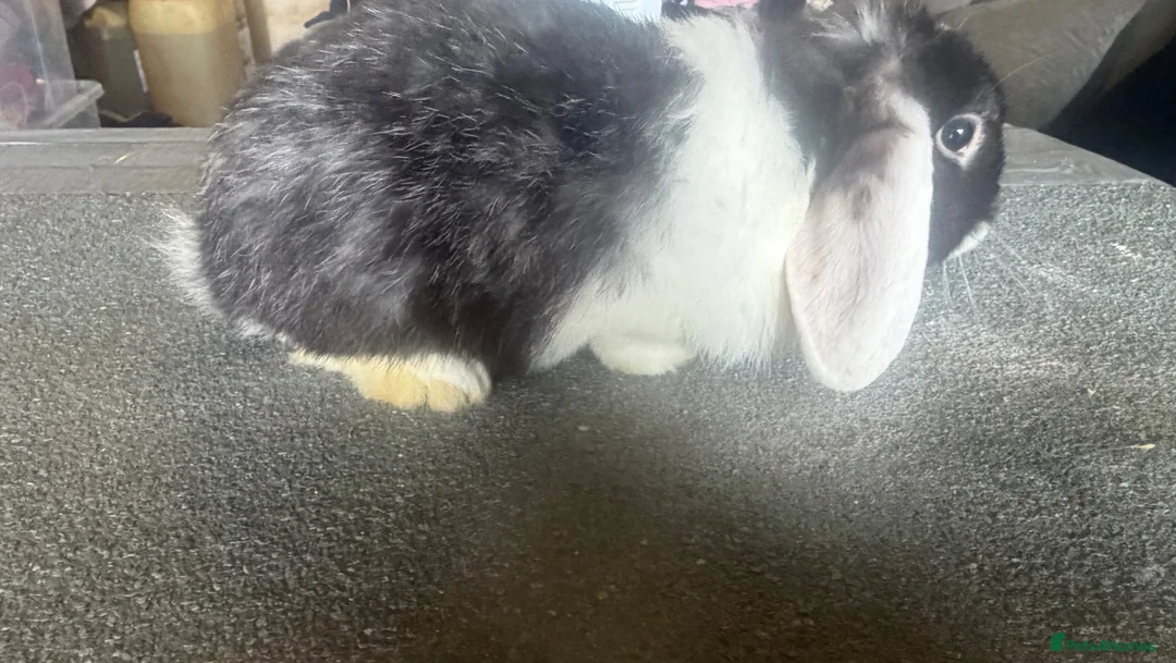 Mini Lop rabbits for sale: Mini lop looking for a new home  - Advert 2