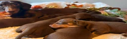 Miniature Dachshund dogs for sale: KC Miniature dachshund chocolate and tan puppies!  - Advert 9
