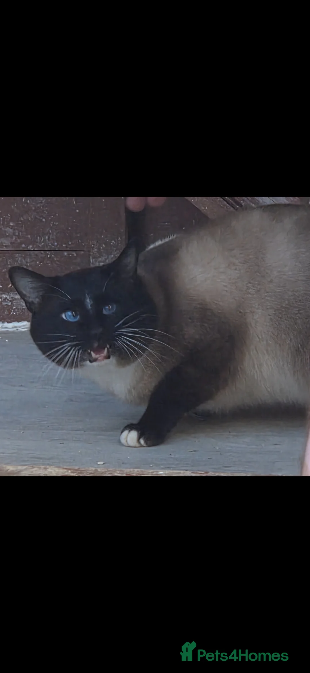 Snowshoe cats for sale: Retired Snowshoe Stud seeks forever home - Advert 5