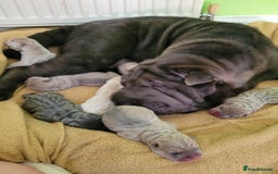 Shar Pei dogs for sale: Shar Pei Puppies - Image 16