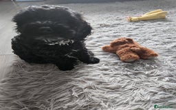 Cockapoo dogs for sale: Toy cockapoos READY NOW  - Image 18