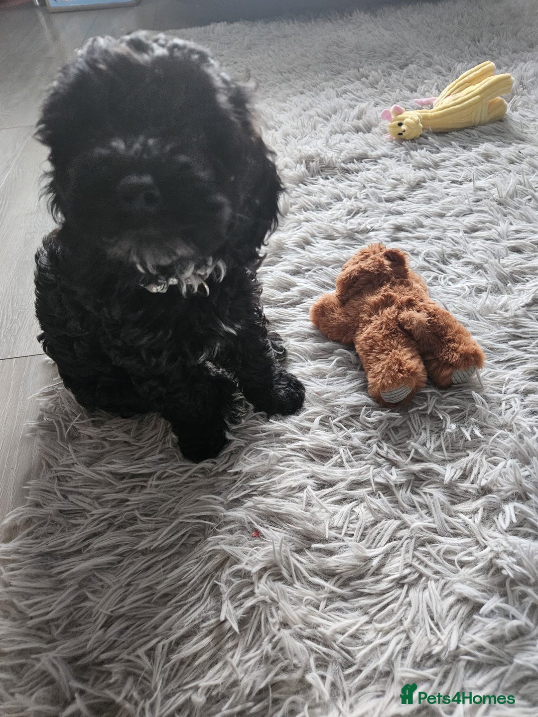 Cockapoo dogs for sale: Toy cockapoos READY NOW  - Image 18