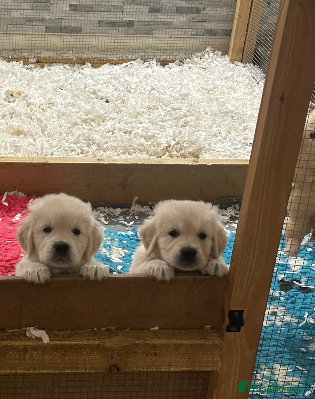 Golden Retriever dogs for stud: STUD KC FULLY HEALTH TESTED PROVEN TRAMIN IMPORT  in Blackpool - Advert 17