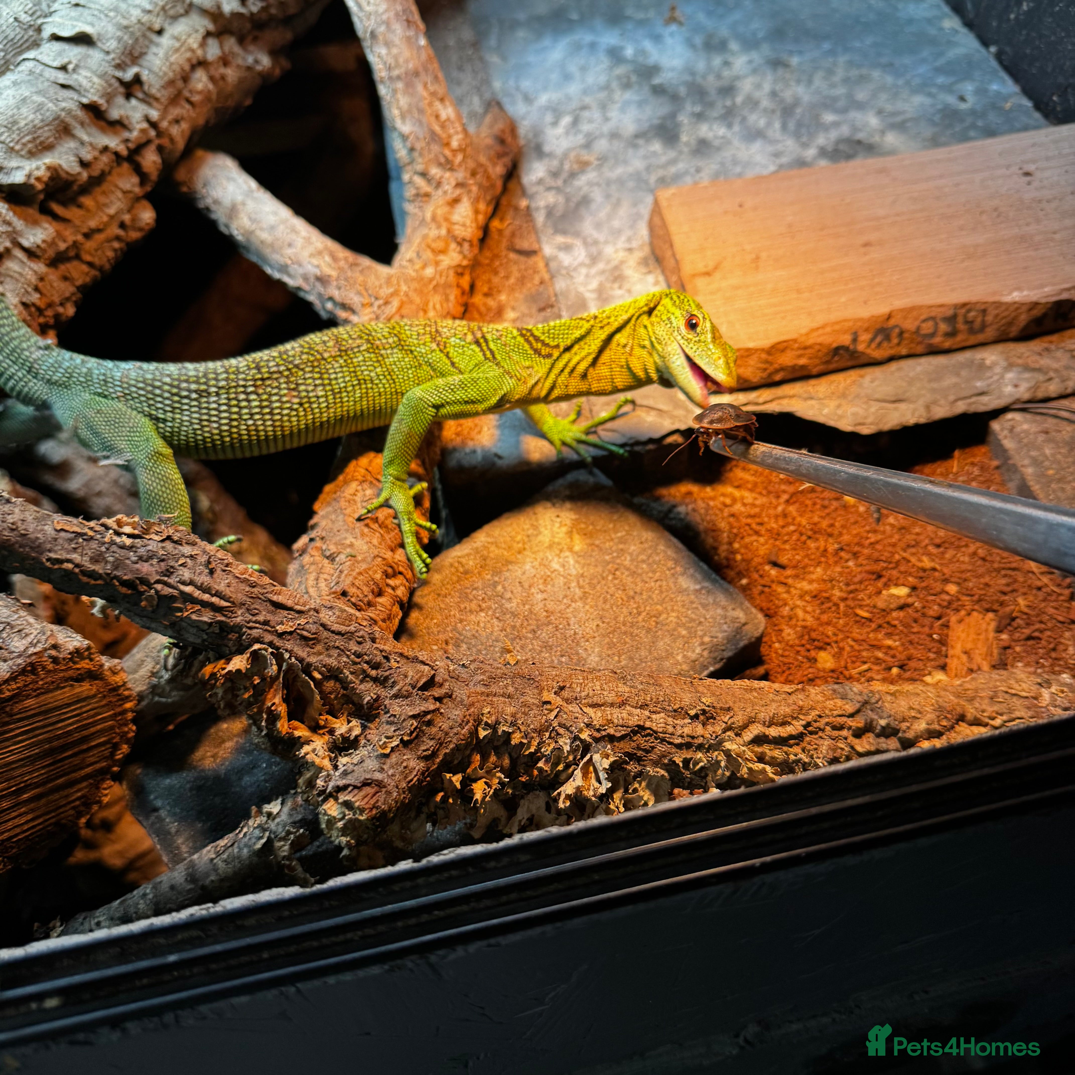 Monitor reptiles Male Green tree monitor  - Advert 3
