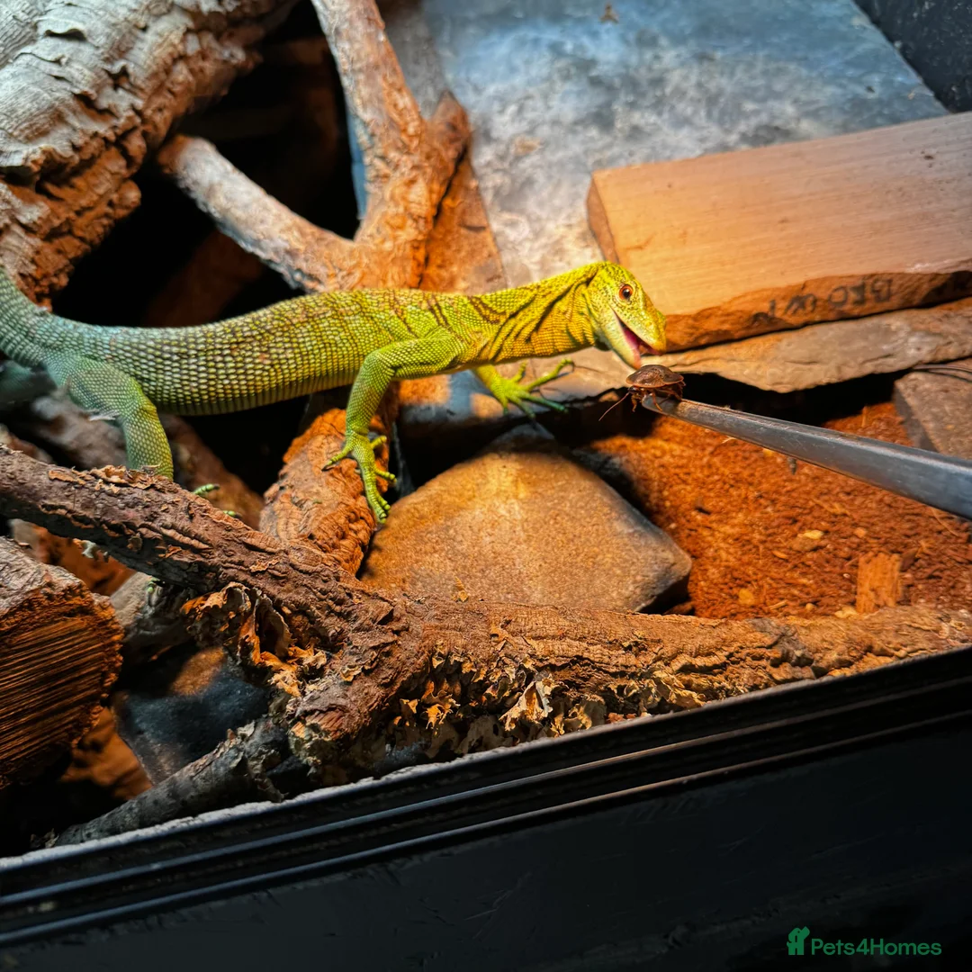 Monitor reptiles for sale: Male Green tree monitor  - Advert 1