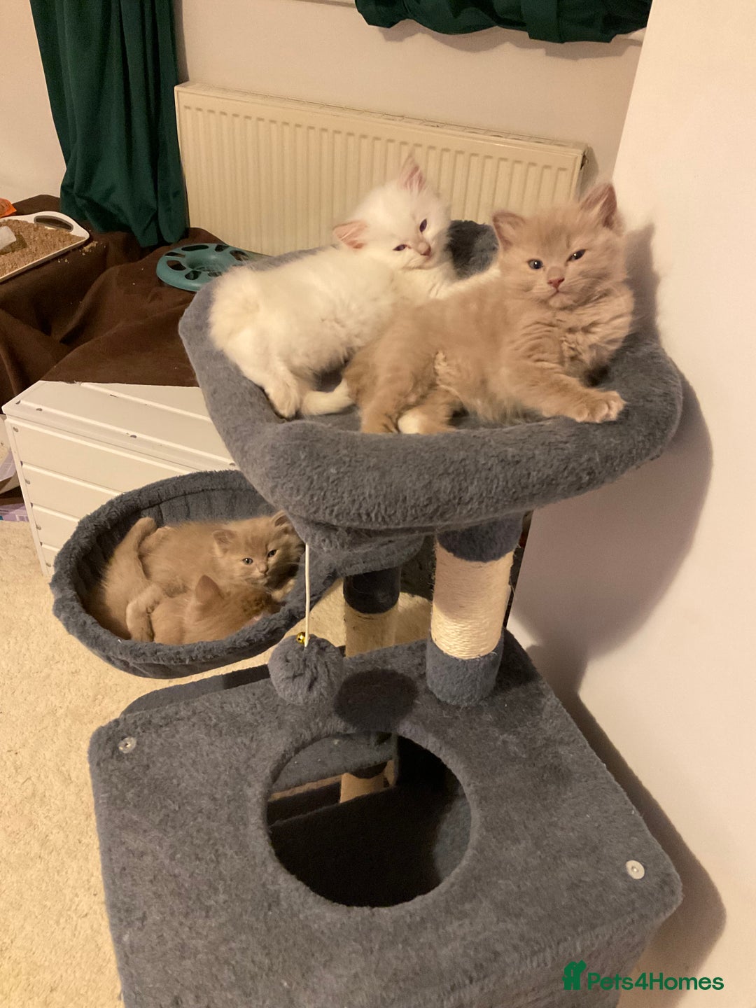 Ragdoll cats for sale: RARE PURE BRED FAWN RAGDOLL BABIES - Advert 5