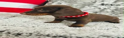 Miniature Dachshund dogs for sale: Beautiful miniature dachshund puppies - Advert 6