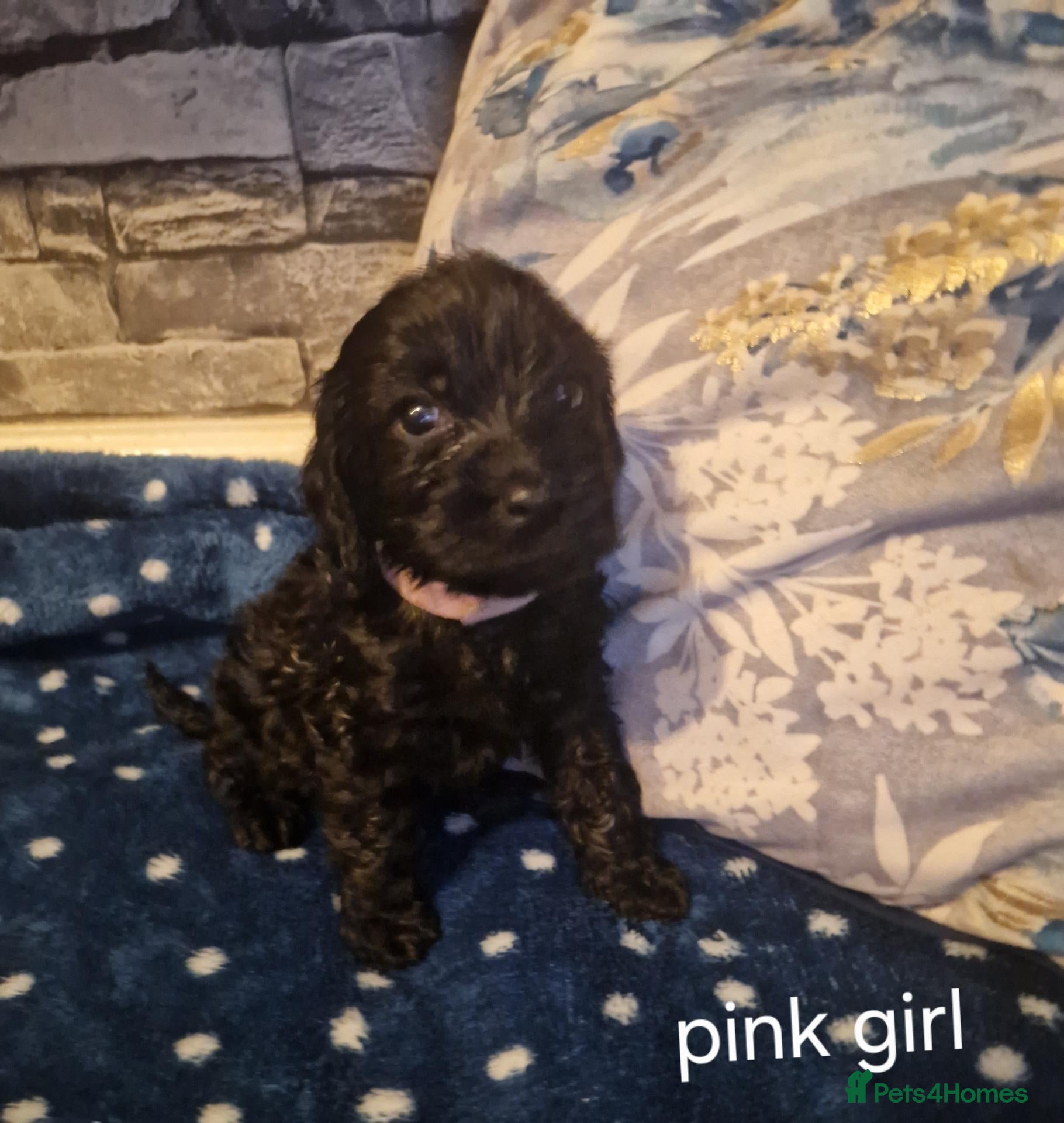 Cockapoo dogs VERONLY 2 LEFT COCKAPOOS.FROM A 5 STAR HOME ❤️ - Advert 1