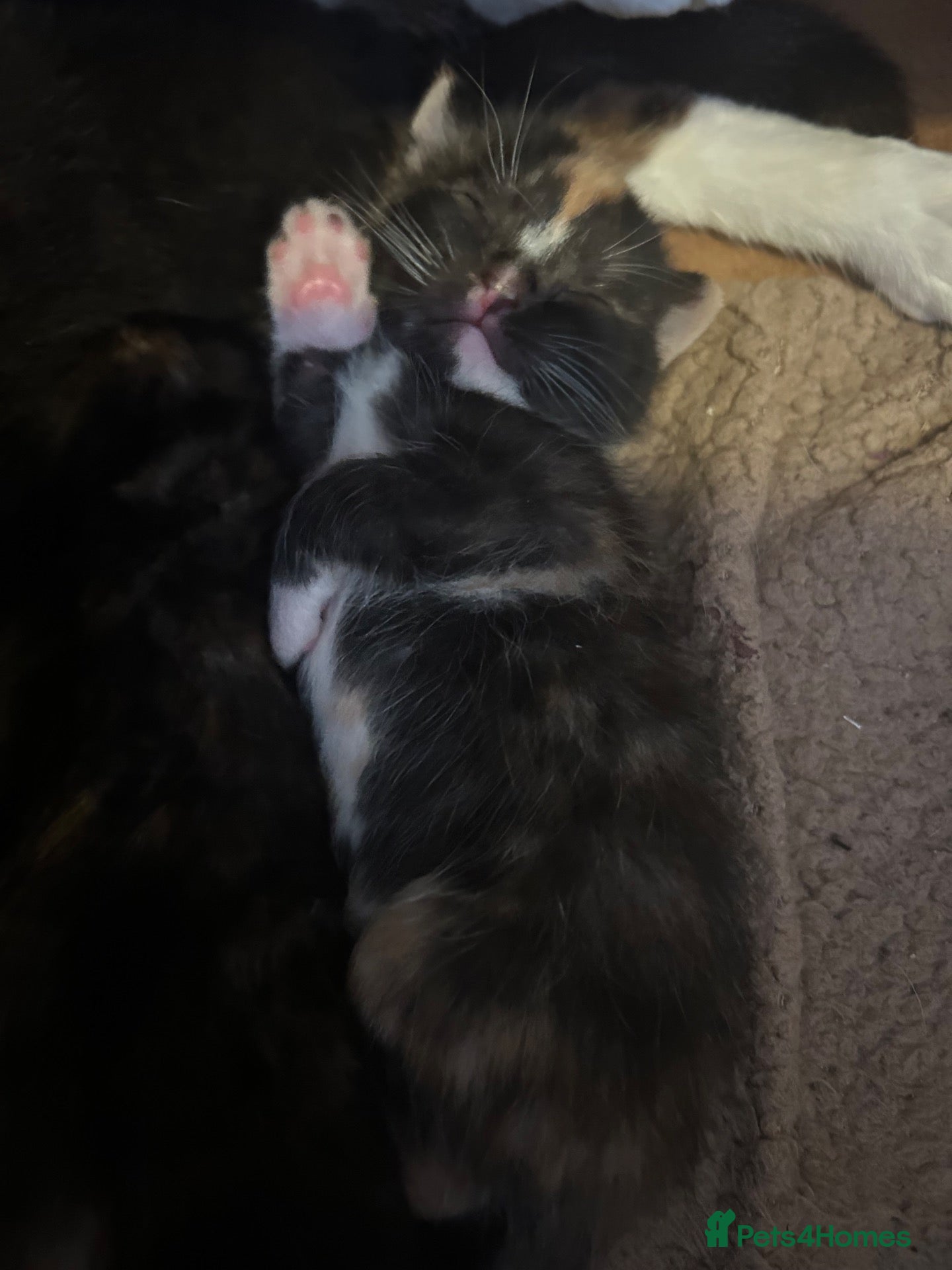 Mixed Breed cats for sale: Gorgeous Kittens 3 Calico Girls 2 Boys - Advert 10