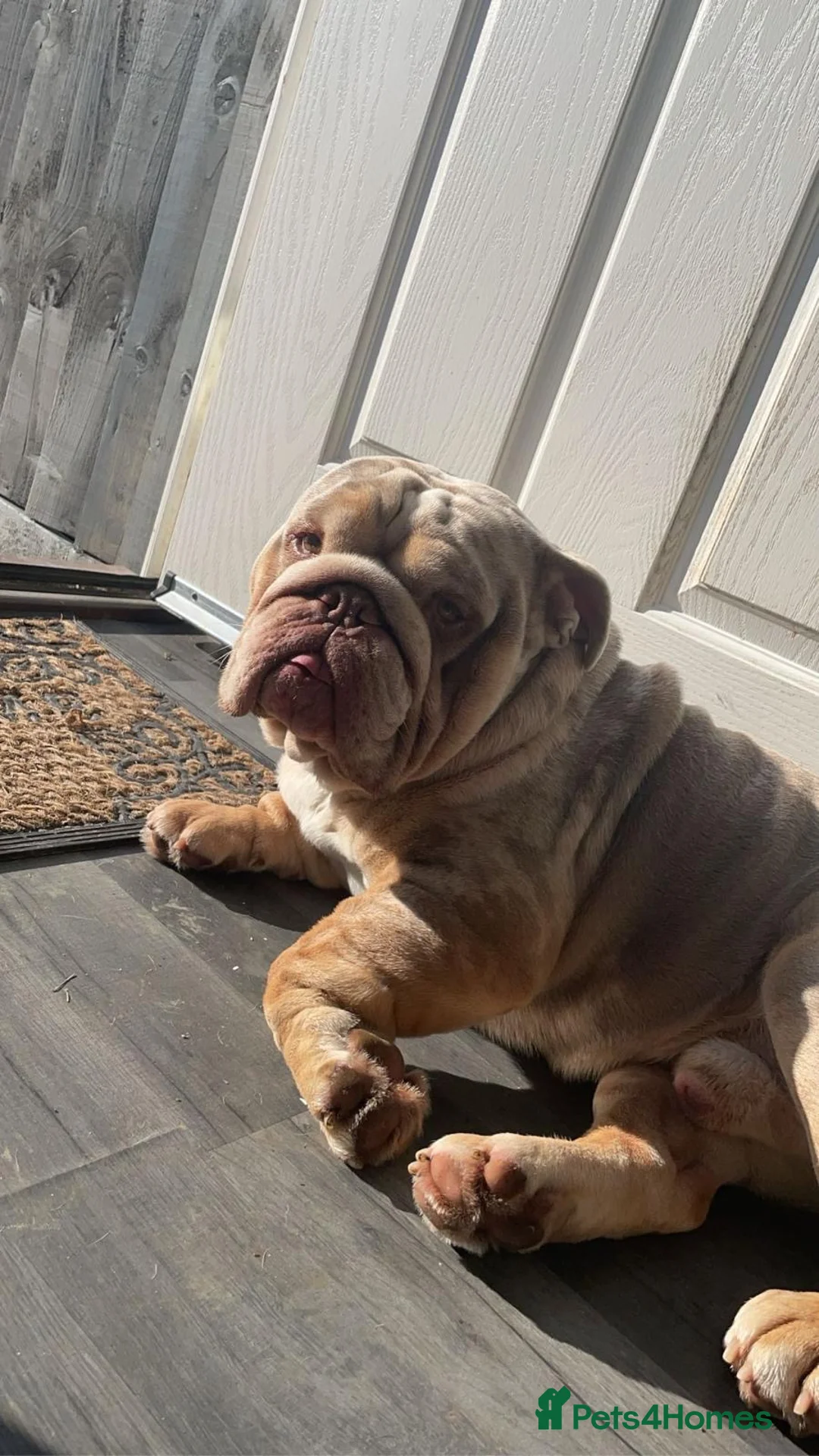 English Bulldog dogs for stud: Lilac merle English bulldog available now for stud in Bedford - Advert 2