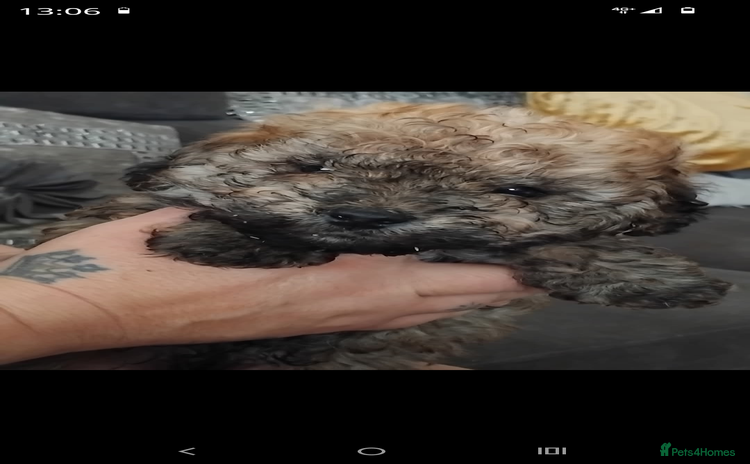 Yorkiepoo dogs - Advert 10