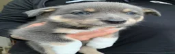 Border Collie dogs for sale: Blue merle border collie puppies  - Advert 3