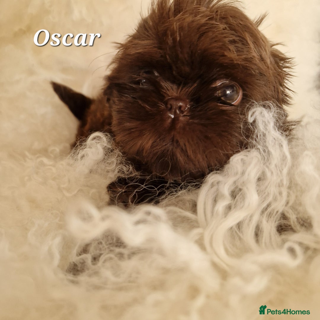 Shih Tzu dogs for sale: 4 Adorable Shih Tzu pups  - Image 12