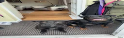 Rottweiler dogs for sale: Rehome in Clitheroe - Advert 1
