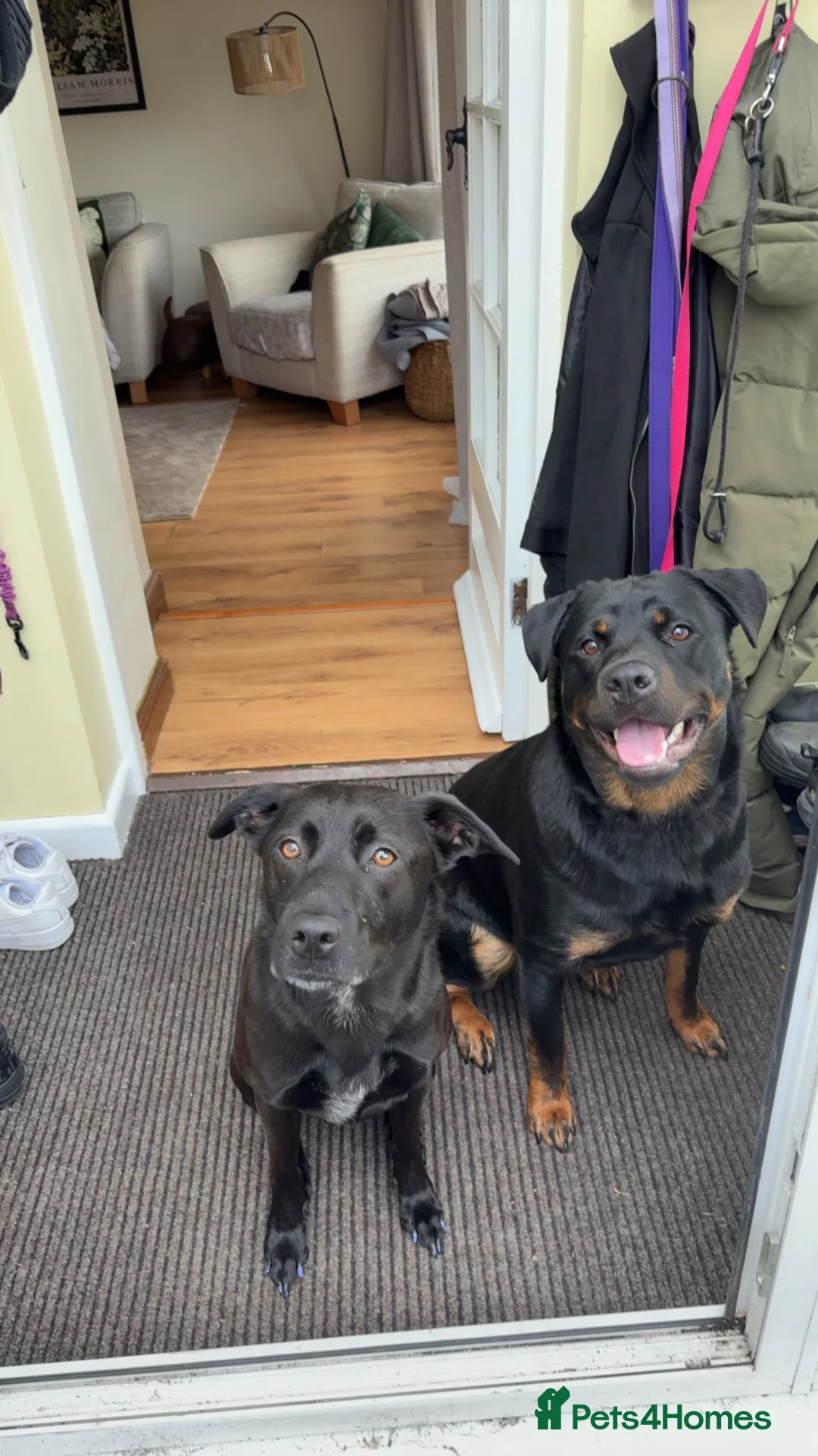 Rottweiler dogs for sale: Rehome in Clitheroe - Advert 1