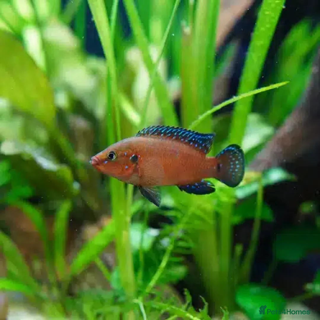 Cichlids fish for sale: CichlidS  - Advert 13