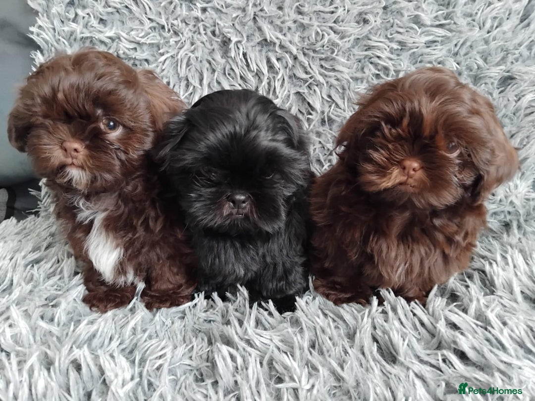 Shih Tzu dogs for sale: Beautiful shih tzu babies  - Advert 15