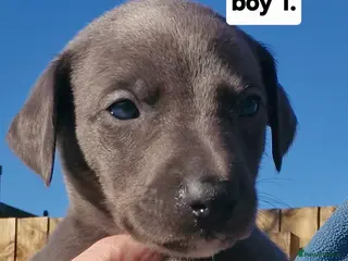 Whippet dogs Pedigree Whippet Blue Puppies - Advert 4